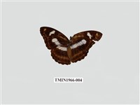 藏品(雙色帶蛺蝶)的圖片